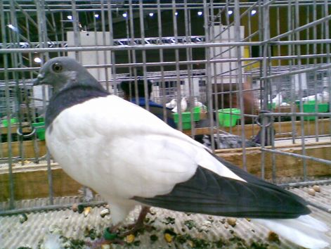 ado6a.jpg